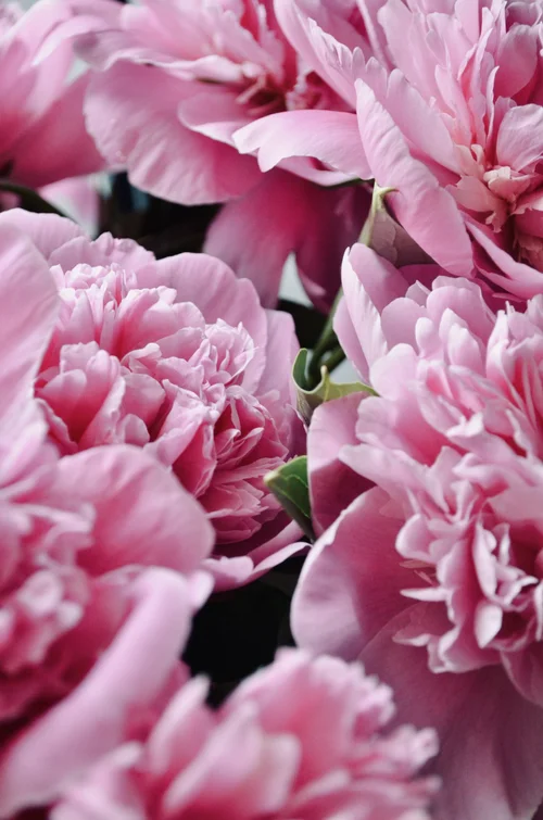 Peony fertilizer 2024